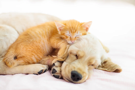 Hund & Katze
