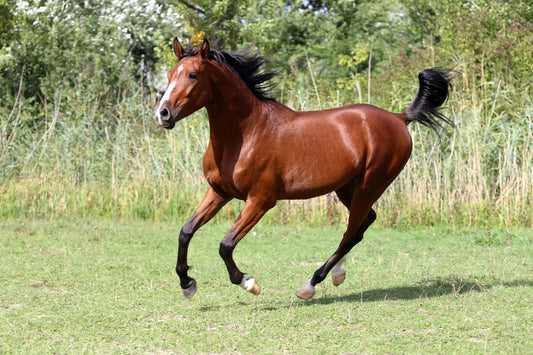 Pferde